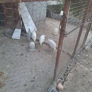 مرغ شاخدار بالغ