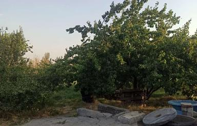 فروش 20من باغ سردرختی