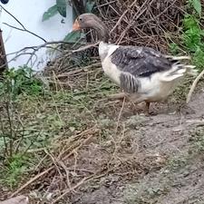 یک عدد غاز محلی ماده