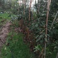 فروش نهال مرکبات 