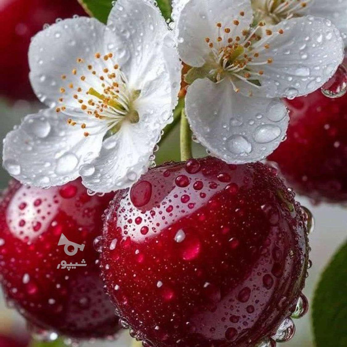 جویای کار هستم - گل پیچک