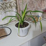 گل و گیاه پاندانوس