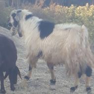 حیوانات سرحال ساورین