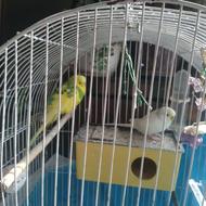 یک جفت مرغ عشق