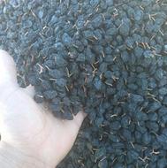 مویزیامیوژرشه‌سردشت