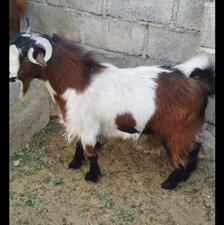 دوتا نر چاق چاق