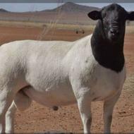 بره نره وزن 25تا 90 موجود هستش