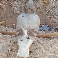 کبوتر واسه نگهداری یا سر بریدن