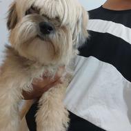 سگ گم شده شیتزو