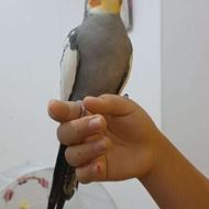 پرنده عروس هلندی نر ماده