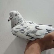 کبوتر نر مست مست 9 ساعت پریده