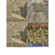 علف بادام زمینی