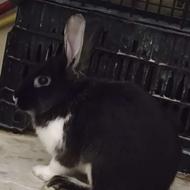 خرگوش نر و بازیگوش