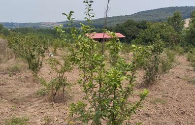 فروش زمین باغی