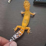 گکو لئوپارد وارداتی