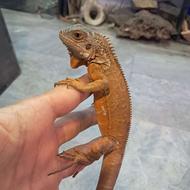 ایگوانا سوپر رد