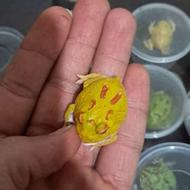 فراگ پکمن در رنگ‌بندی