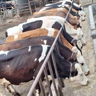 کارگر دامداری