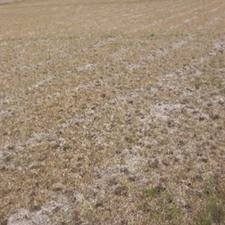 زمین کشاورزی 3هکتار دیمی