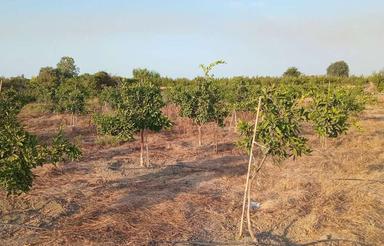 باغ نارنگی 4 هزار متری - زاغمرز پیرامام