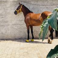 مادیان جفت زن