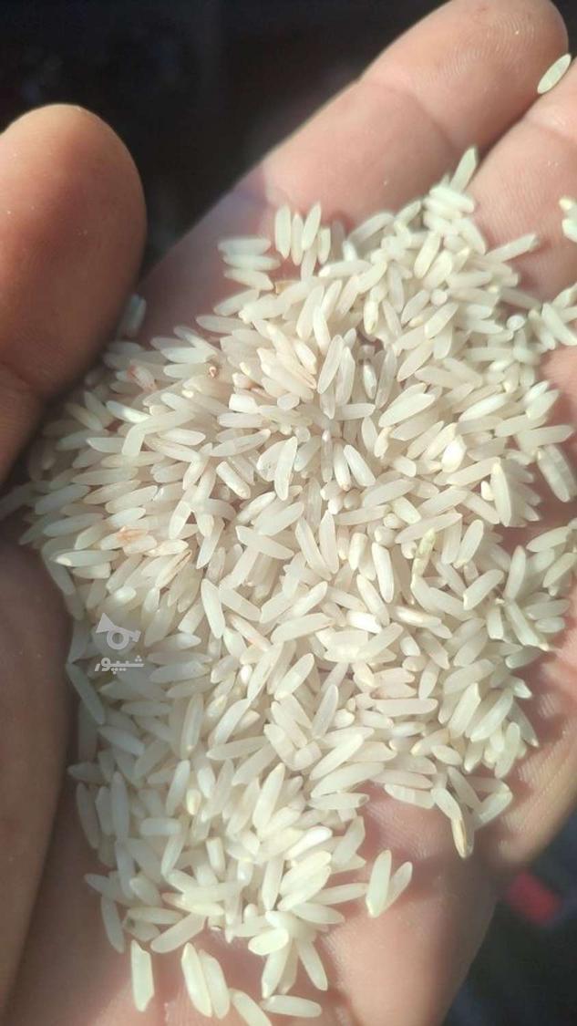 برنج ندا محلی امساله درجه یک گلسان