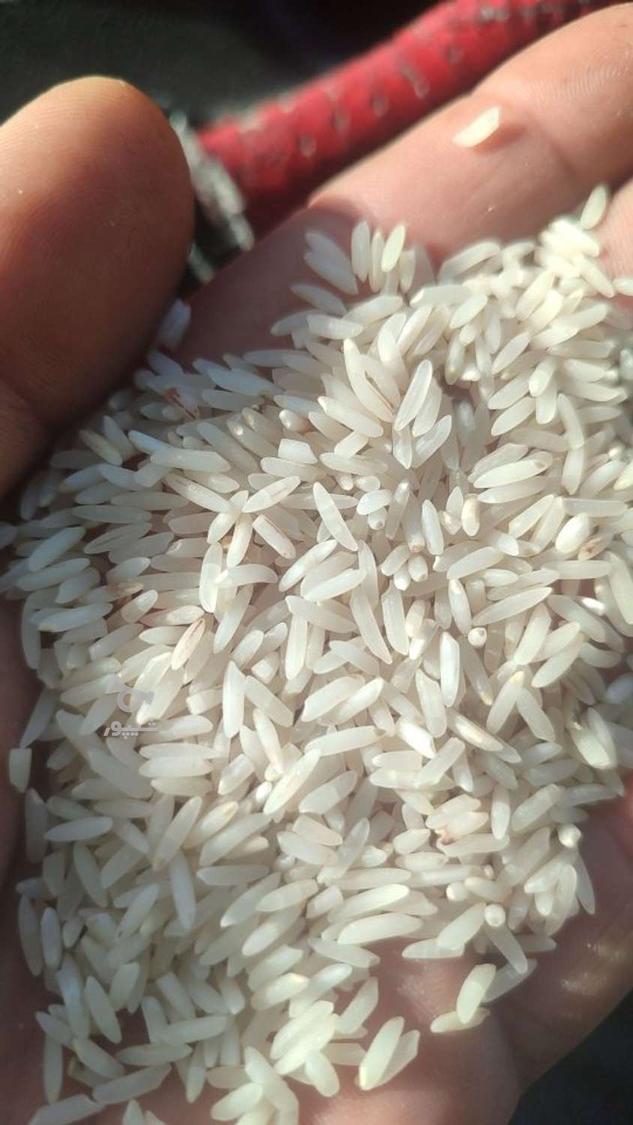 برنج ندا محلی امساله درجه یک گلسان