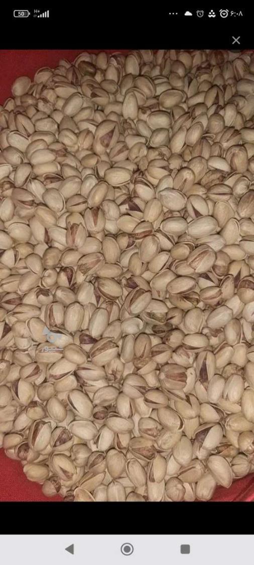 پسته تازه امسالی