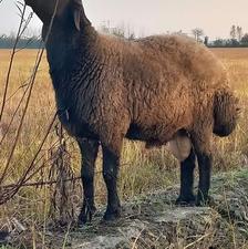 فروش گوسفند ابستن