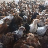 جوجه مرغ گلپایگانی