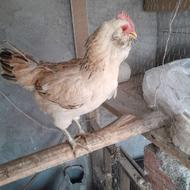 مرغ گلین لری