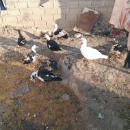 6 عدد اردک....