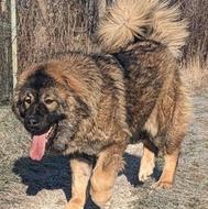 واگذارسگ نگهبان سگ بدون دنده عقب