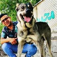 سگ پژدر سراب آلابای قفقازی واگذاری