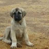 سرابی واگذاری