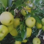 خدمات باغبانی کود هرس بیل