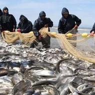 کارگر برای تور پره شیلات در ساحل