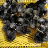 جوجه پلیموت