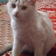 گربه‌خانگی‌و‌آرام‌داخل‌خانه‌ای‌