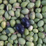 کارگر اتباع برای باغ زیتون