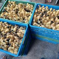 جوجه اردک ورامینی