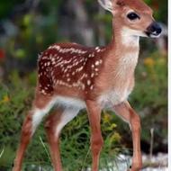 خریداربچه آهوهستم