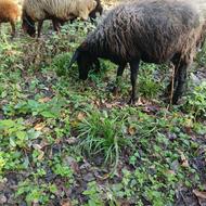 فروش یک راس وره مار