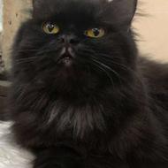 گربه پرشین هیمالین