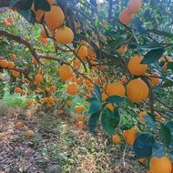 پرتقال تامسون وخونی