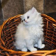 گربه های خاص میوهای پشمالو