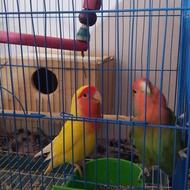 طوطی برزیلی