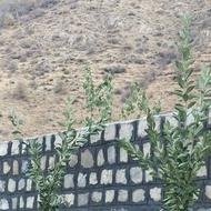 کار سنگ مالون لاشه