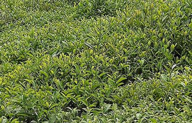 فروش باغ چای