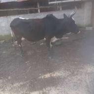 گاو گوساله نر ورزا